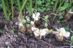 Samen Japanischer Ingwer