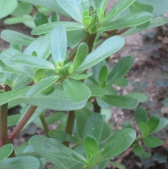 Samen Portulak, gelber