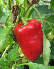 Samen Paprika Ekstesi