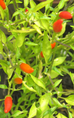 Samen Peperoni Mini-Peperoni