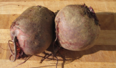 Samen Rote Beete, Rote Kugel